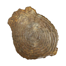 Load image into Gallery viewer, Mid-Century Pair of Milking Stools Carved in Oak Wood, French