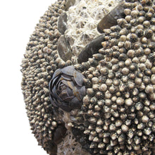 Load image into Gallery viewer, 1960s Elegant Twin Shell Globes with Handcrafted Coastal Art, English