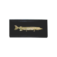 Load image into Gallery viewer, Set of 6 unique bronze freshwater fish mounted on a black frame, early 20th century
