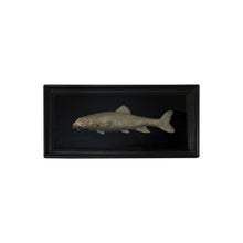 Load image into Gallery viewer, Set of 6 unique bronze freshwater fish mounted on a black frame, early 20th century