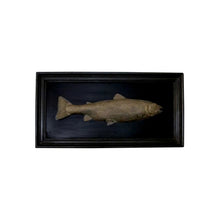 Load image into Gallery viewer, Set of 6 unique bronze freshwater fish mounted on a black frame, early 20th century