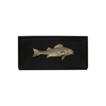 Load image into Gallery viewer, Set of 6 unique bronze freshwater fish mounted on a black frame, early 20th century