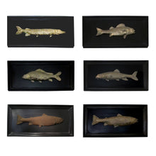 Load image into Gallery viewer, Set of 6 unique bronze freshwater fish mounted on a black frame, early 20th century