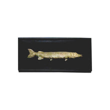 Load image into Gallery viewer, Set of 6 unique bronze freshwater fish mounted on a black frame, early 20th century
