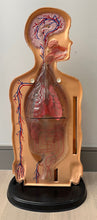 Load image into Gallery viewer, 1950s American Anatomical Teaching Respiratory Model
