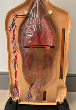 Load image into Gallery viewer, 1950s American Anatomical Teaching Respiratory Model
